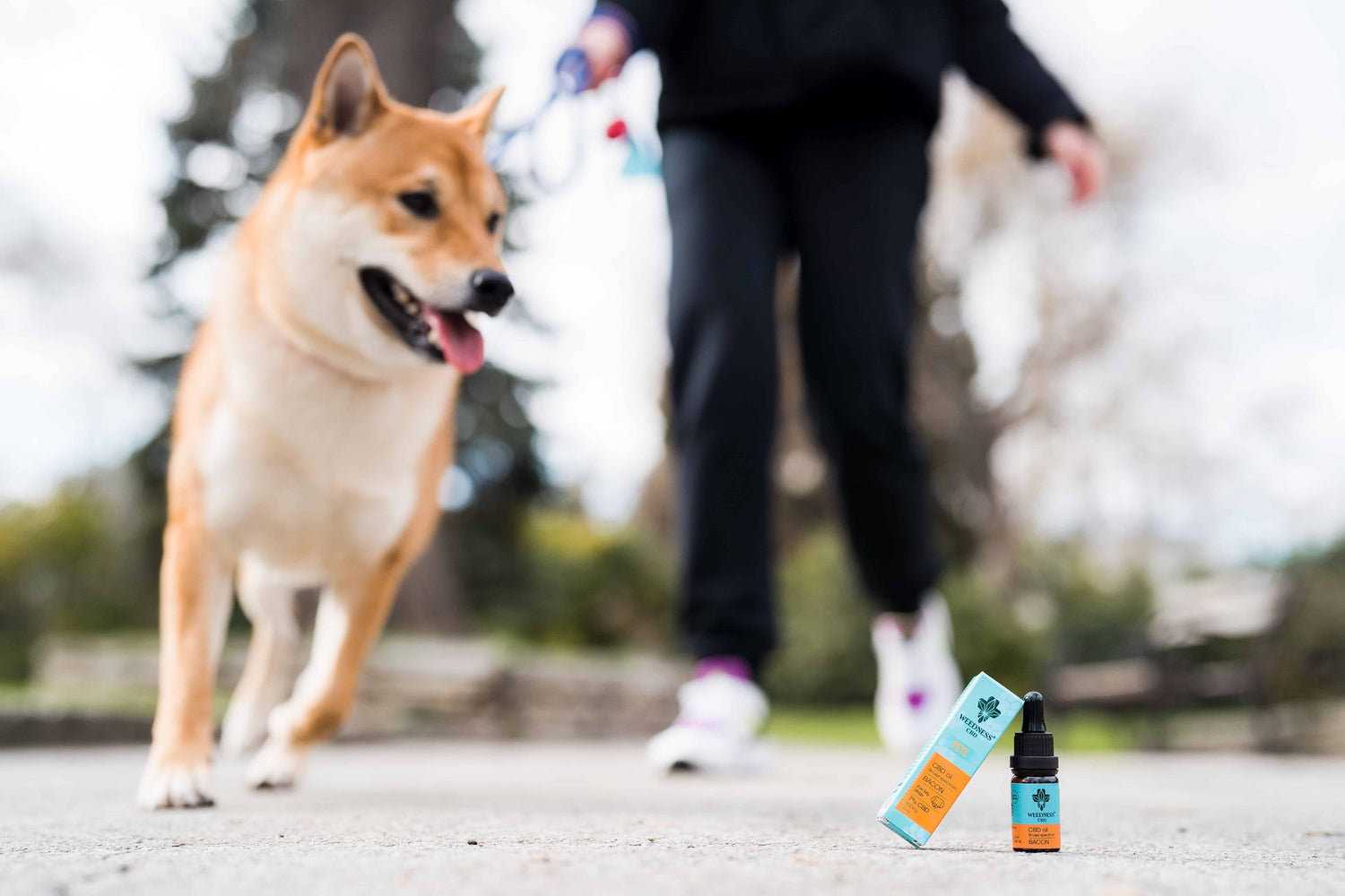 WEEDNESS CBD FOR PETS: EXPLORING THE CANINE ECS