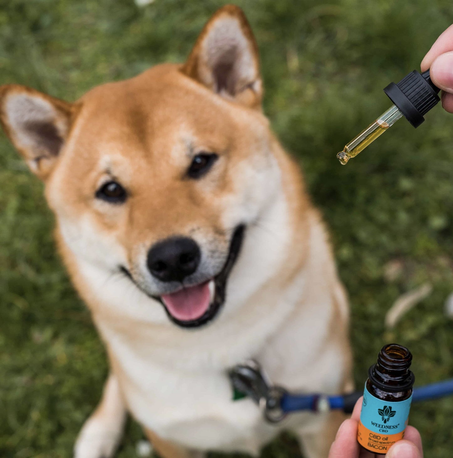 CBD OIL 3% FOR SMALL DOGS | BACON 10 ML