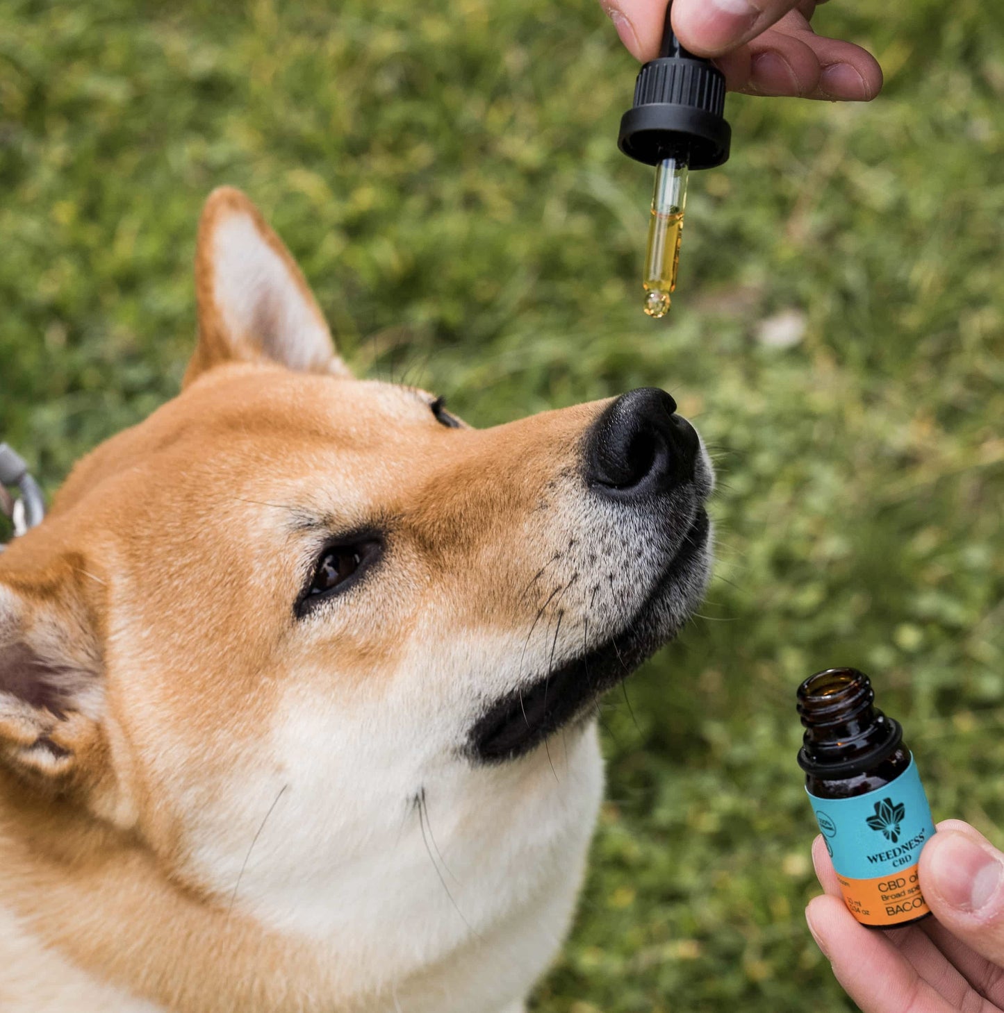 CBD OIL 7% FOR BIG DOGS | BACON 10ML