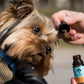 CBD OIL 3% FOR SMALL DOGS | BACON 10 ML