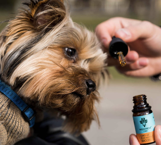 CBD OIL 3% FOR SMALL DOGS | BACON 10 ML